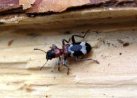 Den Ameisenbuntkäfer (Thanasimus formicarius) kann man im Frühjahr auf frischen Fichten- und Kiefernholzstapel finden. Er frisst Borkenkäfer und fällt oft der industriellen Forstwirtschaft zum Opfer, weil diese die Holzstapel begiftet.