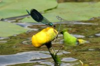 Die Gebänderte Prachtlibelle (Caloperyx splendens) gehört zu den auffälligsten heimischen Libellenarten und sitzt hier zusammen mit einem Azurjungfern-Pärchen auf einer Mummel-Blüte. Fundort: Spreewald.